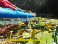 /home//u458753944/public_html/sourcegallery//Frogs/Bullfrogs 2016-08 Ontario/P8081390.JPG